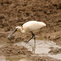 Platalea leucorodia Linnaeus, 1758